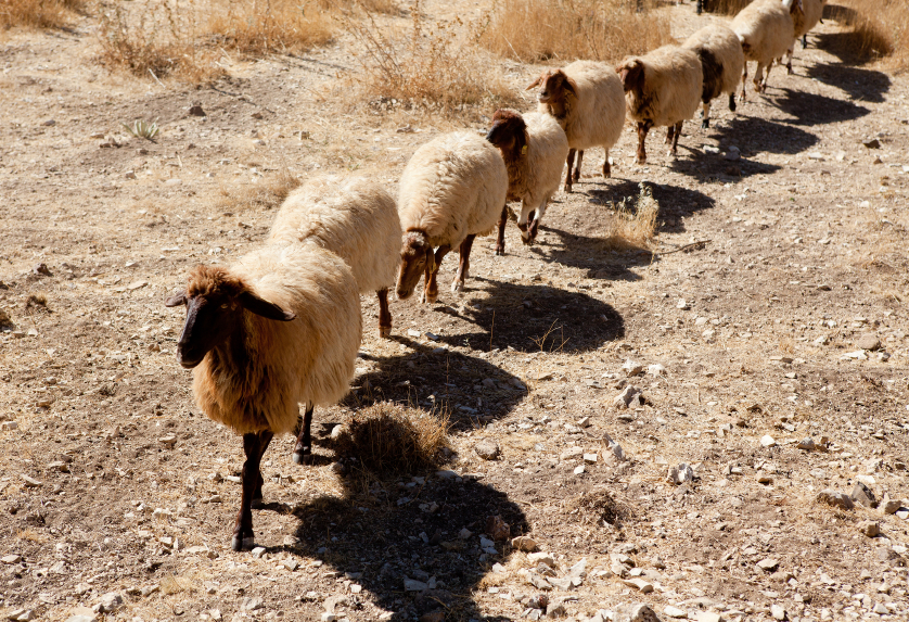 Sheep herd in drought [url=http://www.istockphoto.com/file_search.php?action=file&lightboxID=6844395][IMG]http://i206.photobucket.com/albums/bb234/cellectus/religion.jpg[/IMG][/url][url=http://www.istockphoto.com/file_search.php?action=file&lightboxID=6793307][IMG]http://i206.photobucket.com/albums/bb234/cellectus/vetta.jpg[/IMG][/url][url=http://www.istockphoto.com/file_search.php?action=file&lightboxID=7784001][IMG]http://i206.photobucket.com/albums/bb234/cellectus/travel.jpg[/IMG][/url]