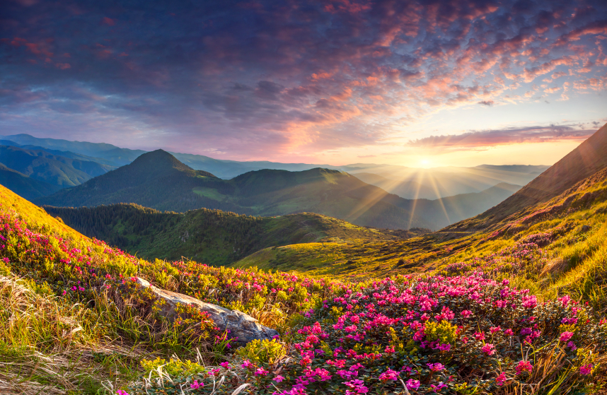 Magic pink rhododendron flowers in the mountains. Summer sunrise